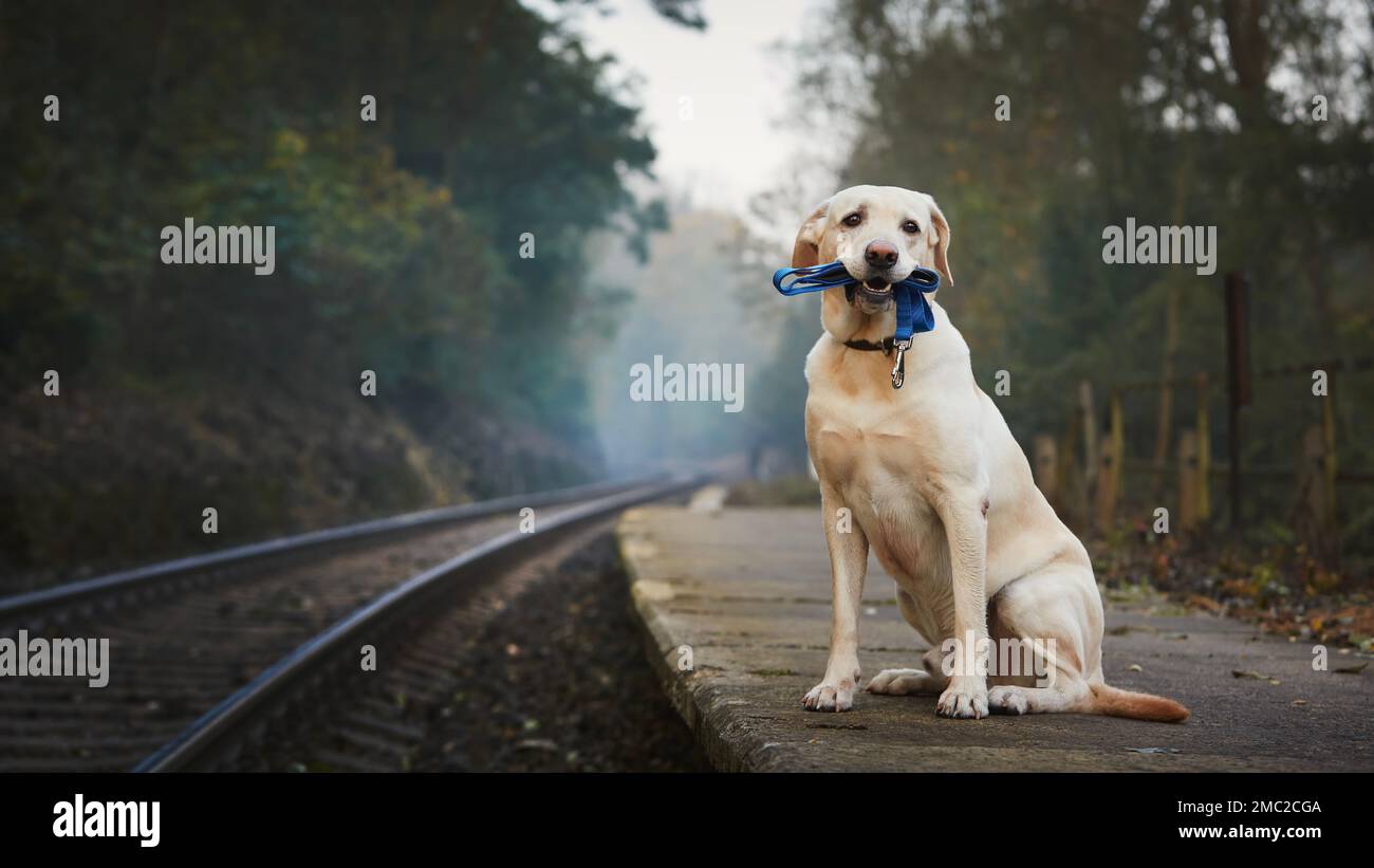 Einsamer Hund, der auf dem Bahnsteig wartet. Süßer labrador Retriever, der die Leine im Mund hält. Stockfoto