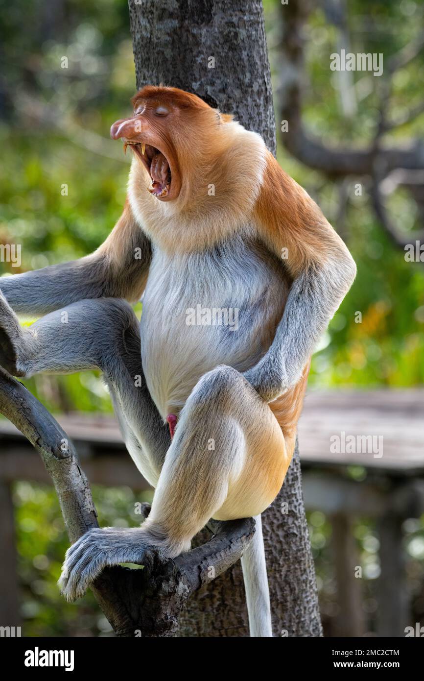 Proboscis Monkey Gähnen (Nasalis larvatus) Stockfoto