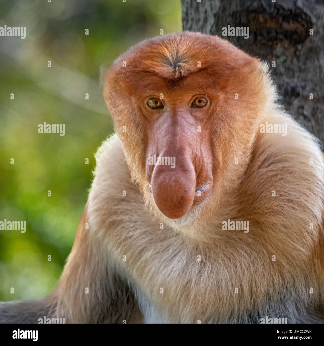 Proboscis Monkey Male (Nasalis larvatus) Stockfoto