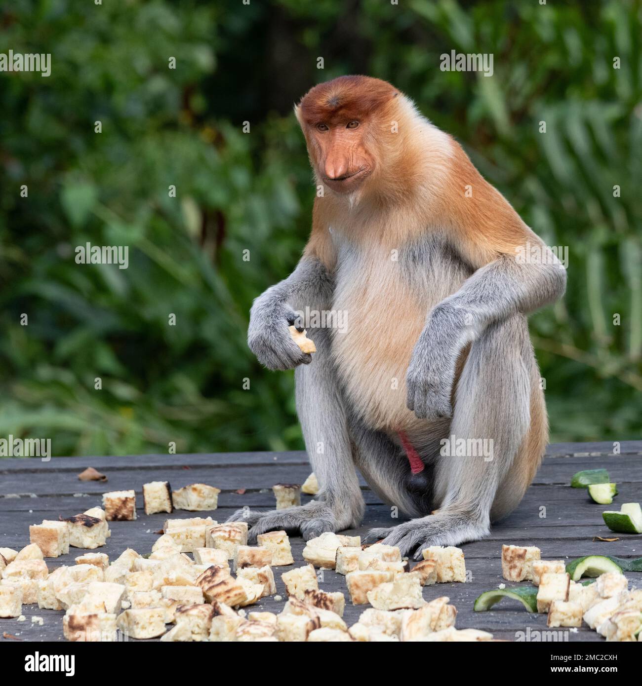 Fütterung von Proboscis-Affen (Nasalis larvatus) Stockfoto