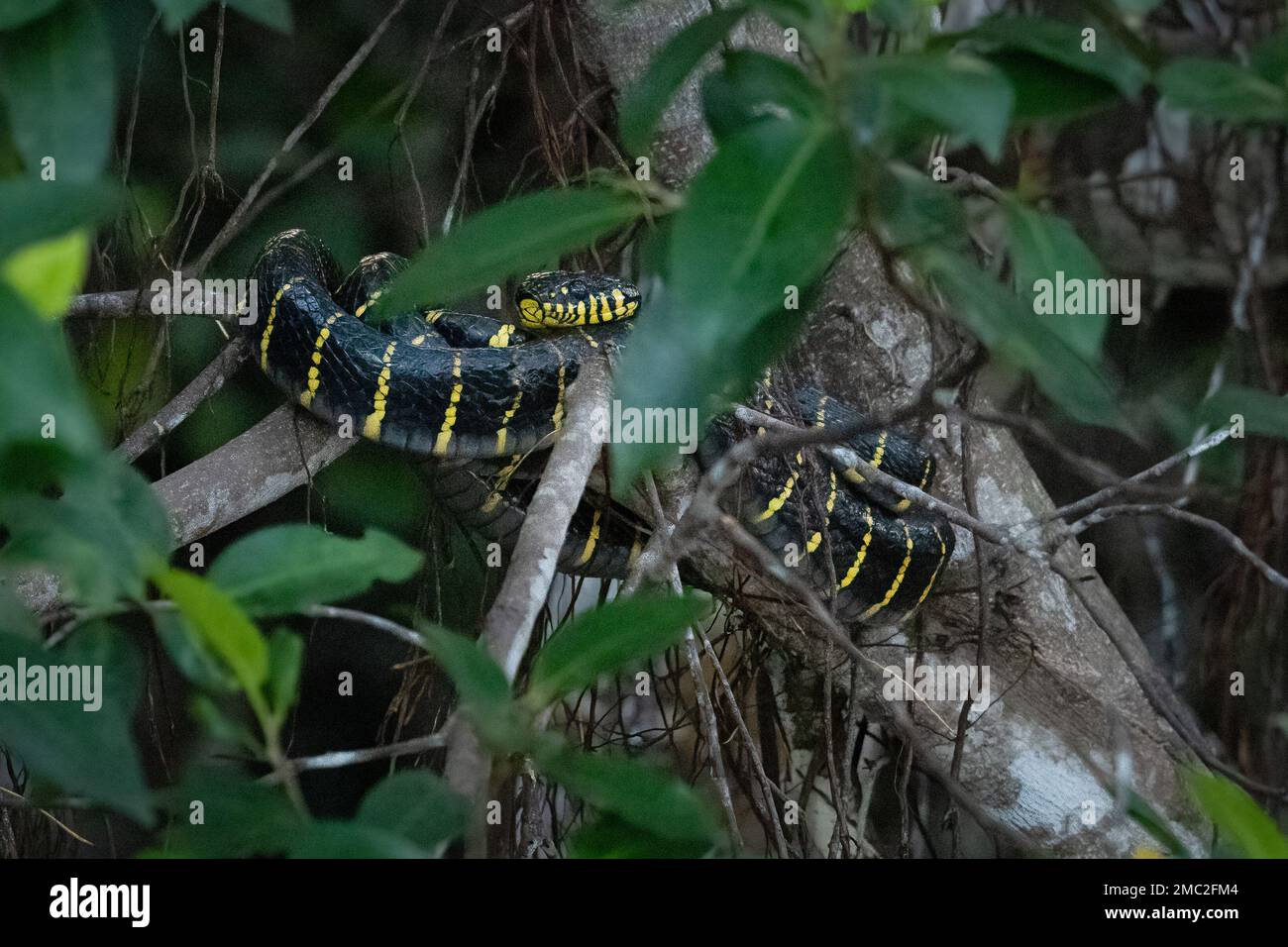 Mangrovenschlange (Boiga dendrophila) in Mangrovenbaum, Borneo Stockfoto