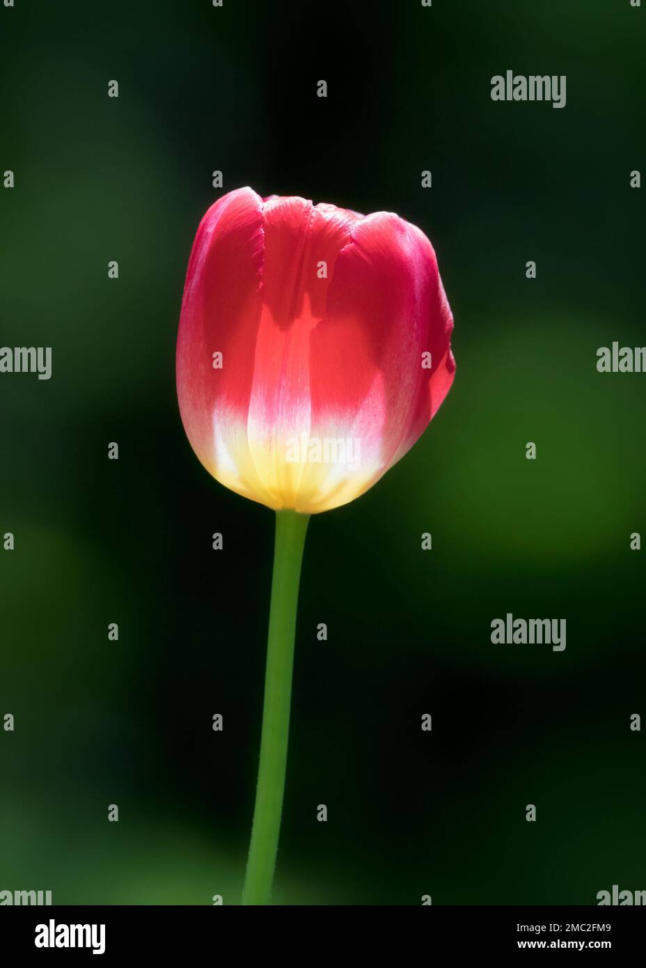 Rote Tulpennaht mit Hintergrundbeleuchtung vor grünem Hintergrund Stockfoto