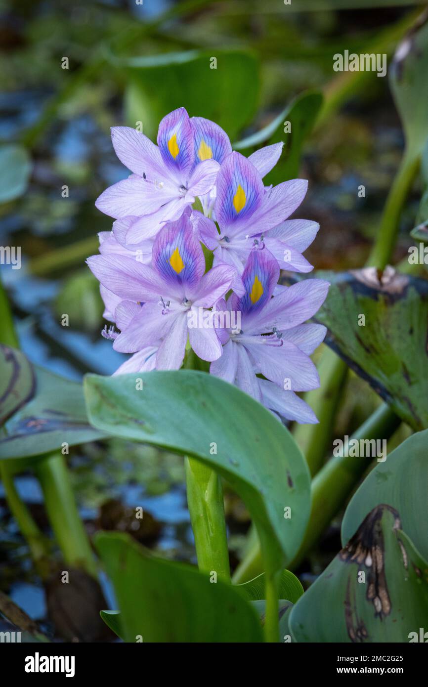 Wasserhyazinthen (Eichhornia crassipes) Blüten und Blätter Stockfoto