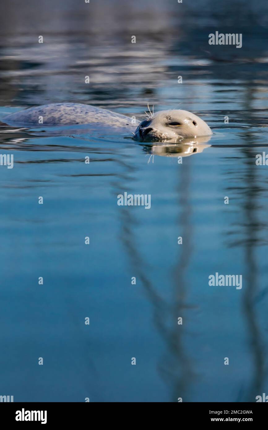 Harbor Seal, Phoca vitulina, wartet in der Charleston Marina an der Küste von Oregon, USA, auf geworfene Fischteile Stockfoto