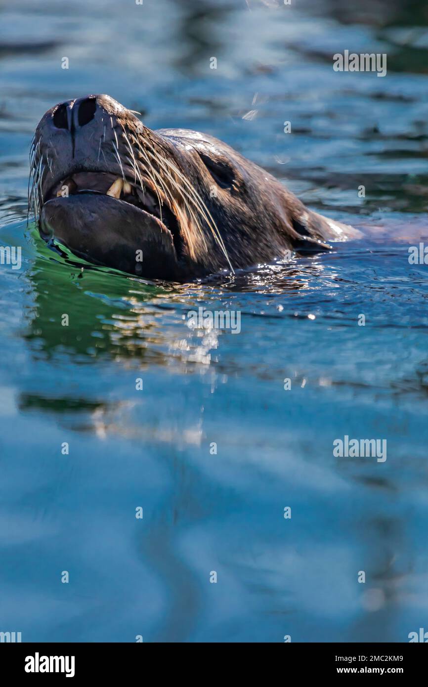 Kalifornischer Seelöwen, Zalophus californianus, der in der Charleston Marina an der Küste Oregons, USA, auf geworfene Fischteile wartet Stockfoto
