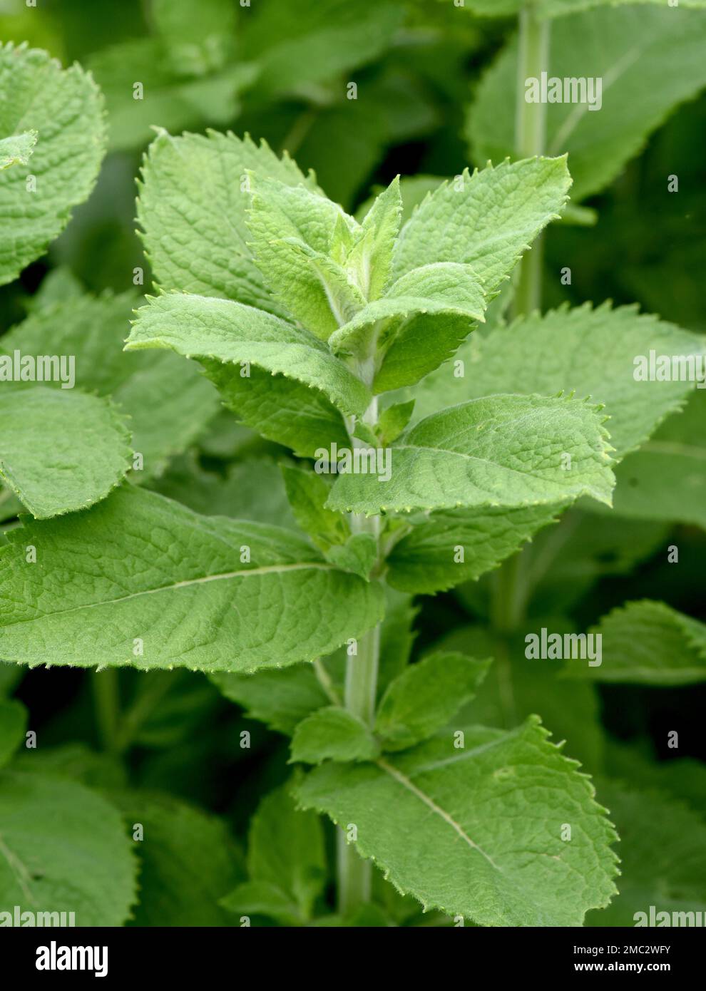 Pfefferminze, Mentha piperita, ist eines der wichtigsten Heilpflanzen und Gewürzkräuter in der Küche und Heilmedizin. Pfefferminze, Mentha piperita, Stockfoto
