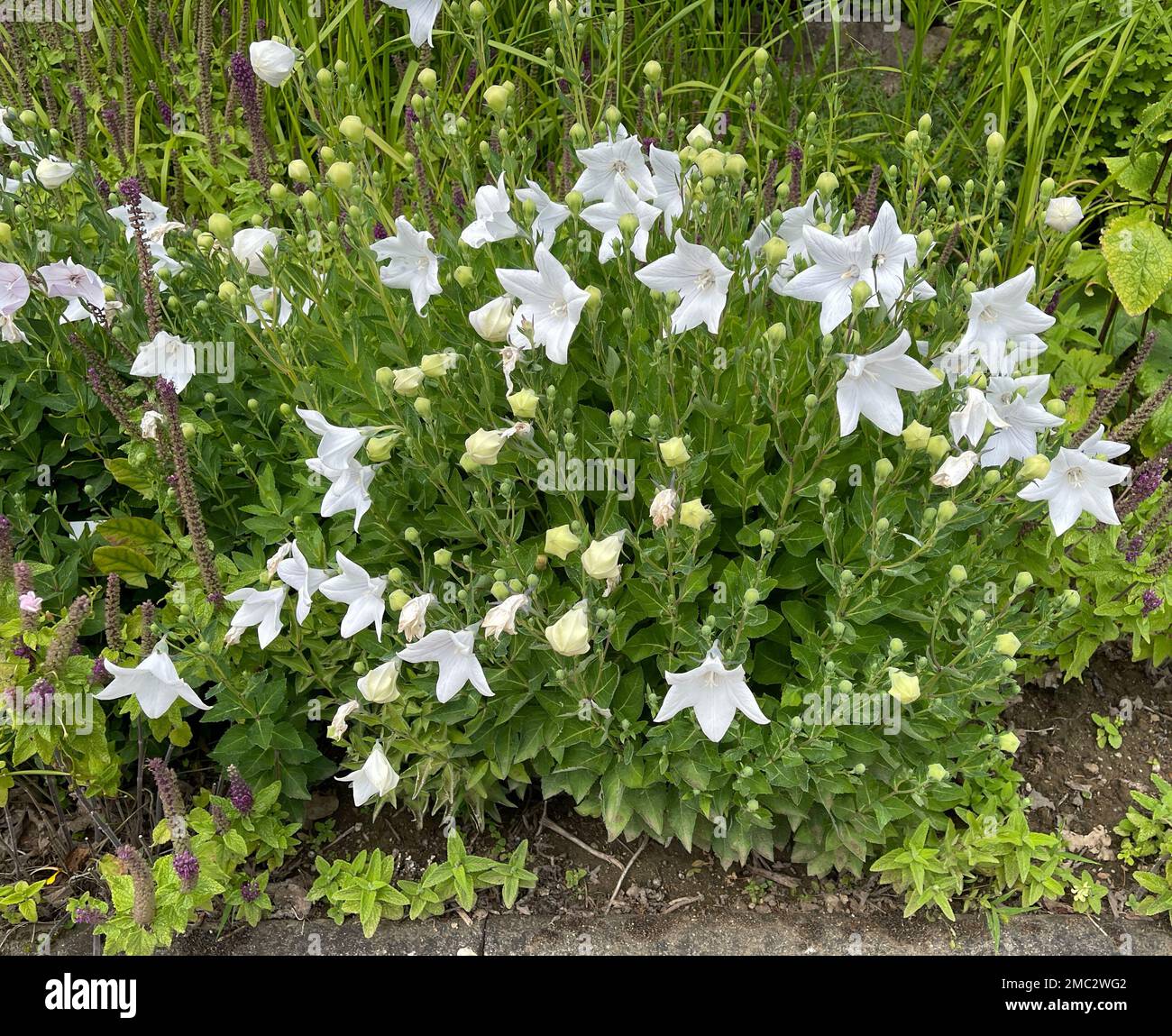 Ballonblume, Platycodon grandiflorum ist eine atraktive Zierblume mit schönen Blauen. Ballonblüte, Platycodon grandiflorum ist ein Attraktus Stockfoto