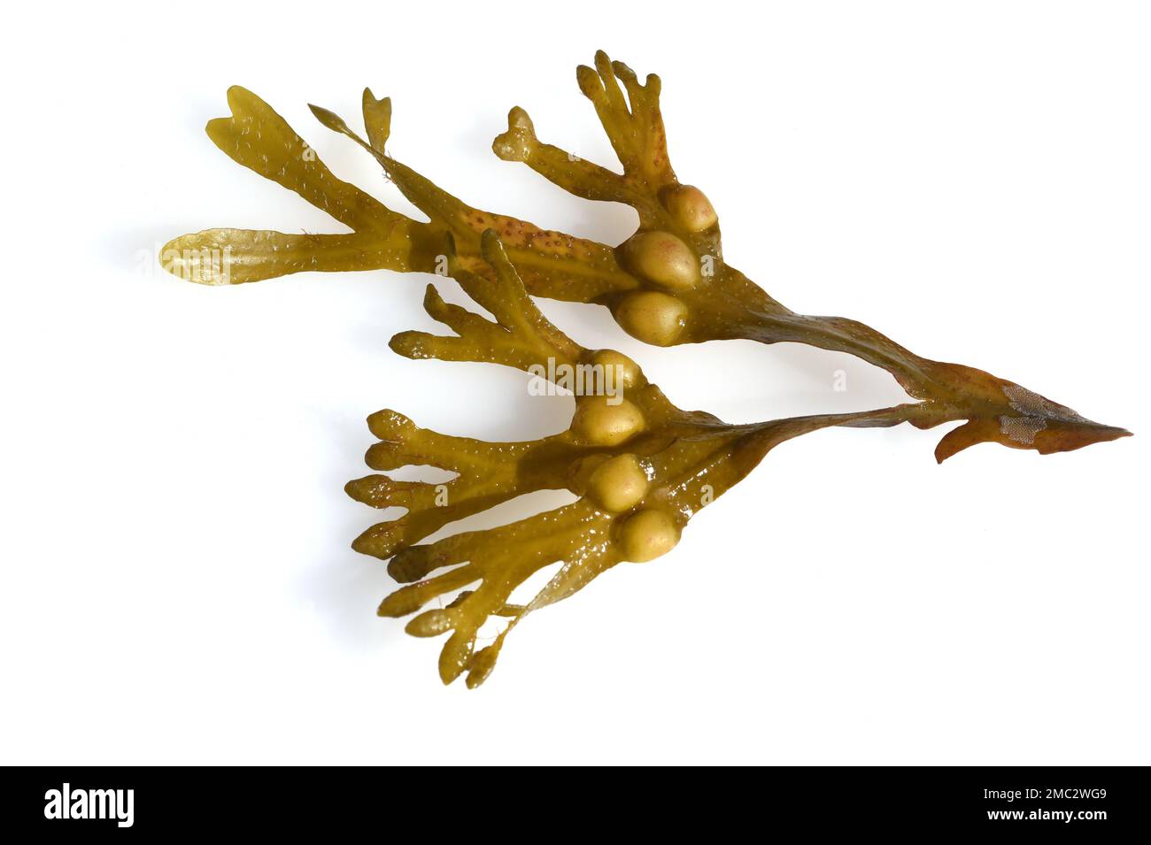 Blasentang, Fucus vesiculosus ist eine Alge die auch als Heilpflanze verwendet wird. Bladderwrack, Fucus vesiculosus, ist eine Alge, die auch als verwendet wird Stockfoto