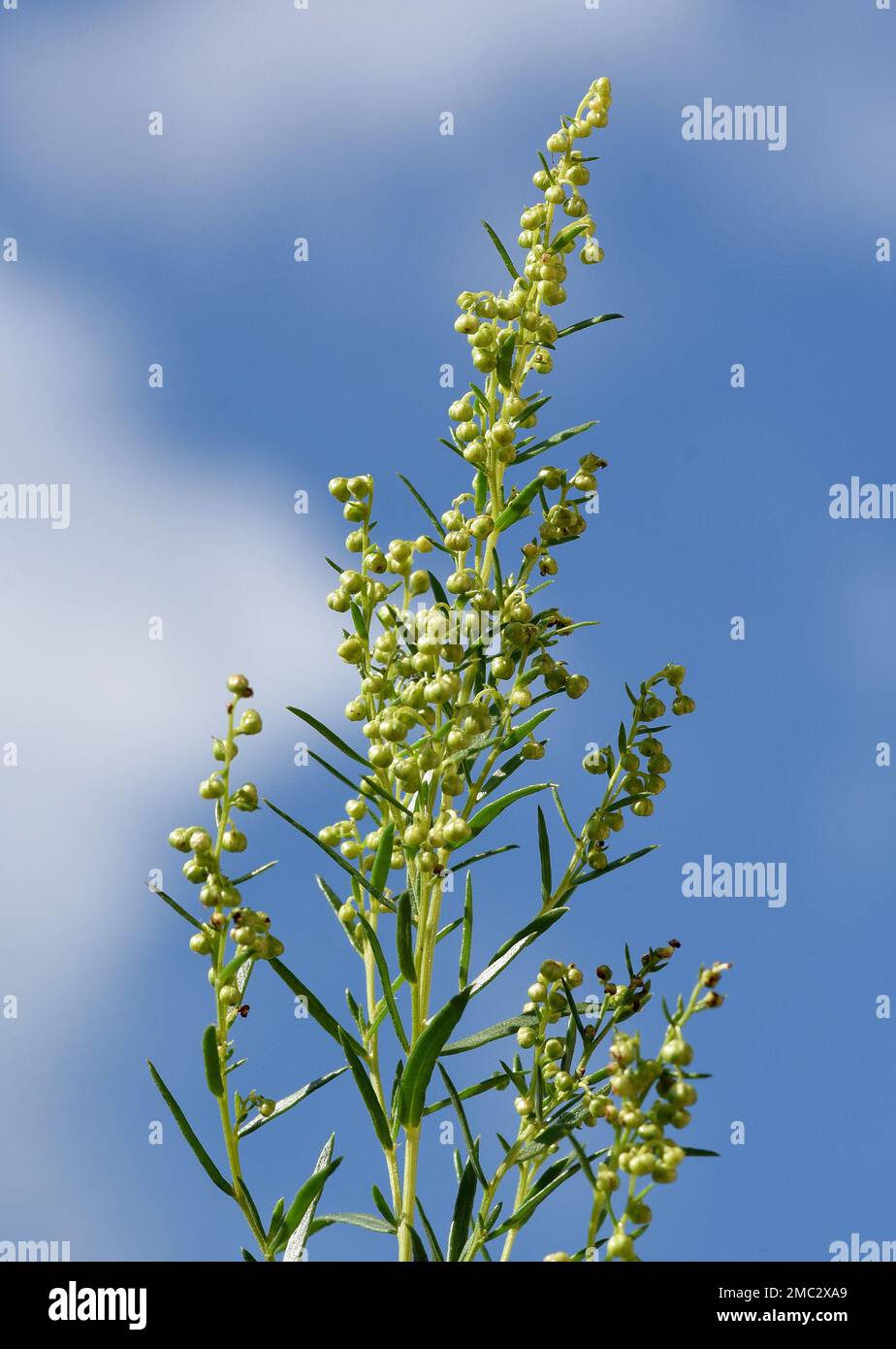 Estragon, Artemisia Dracunculus, ist eine wichtige Heil- und Krauterpflanze. Estragon, Artemisia Dracunculus, ist ein wichtiger Medizin- und Kräuterplan Stockfoto