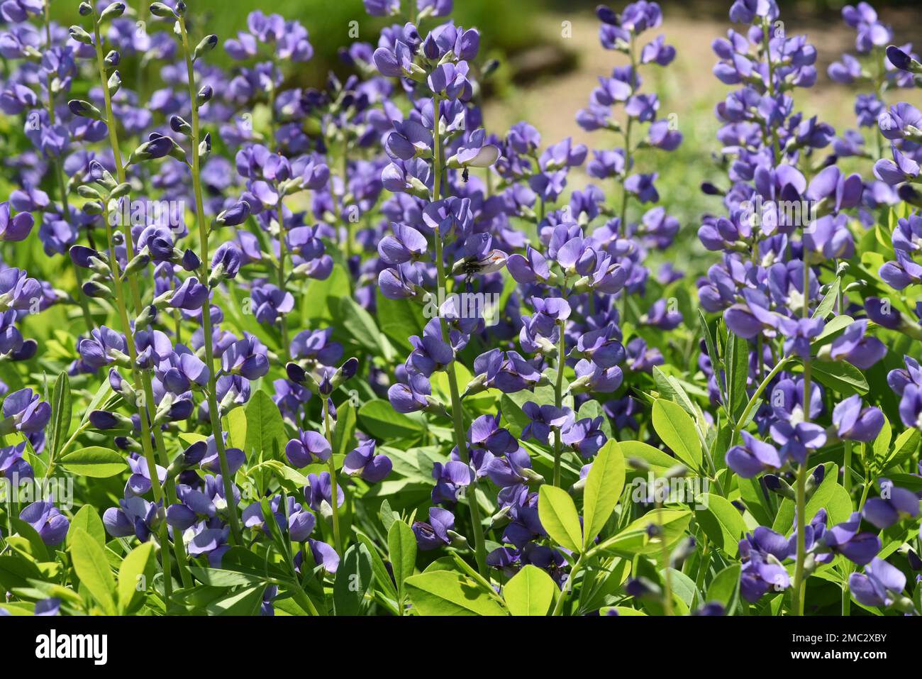 Faerberhuelse, Baptizia tinctoria, ist eine wichtige Heilpflanze mit blauen Blueten und wird viel in der Medizin verwendet. Sie sind eine Staude und ge Stockfoto