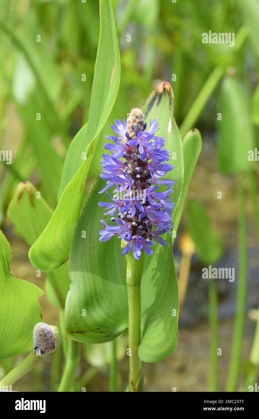 Hechtkraut, Pontederia cordata, ist eine Wasserpflanze mit blauem Blauen. Pikesweed, Pontederia cordata, ist eine Wasserpflanze mit blauen Blüten. Stockfoto