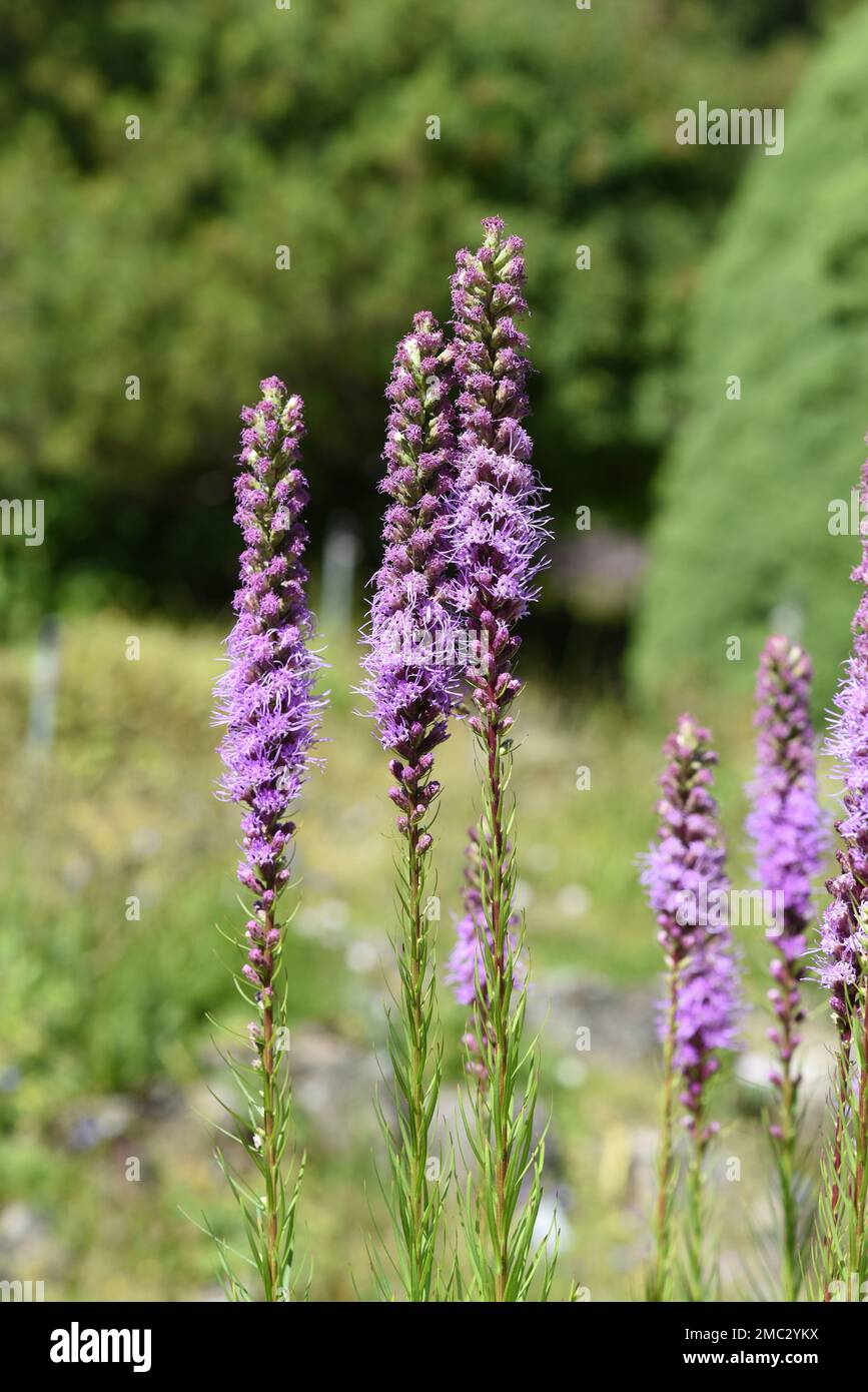 Prachtscharte, Liatris spicata ist eine schoene Sommerblume mit violetten Blueten. Bladderwort, Liatris spicata ist ein wunderschönes Jahr mit lila Fluss Stockfoto