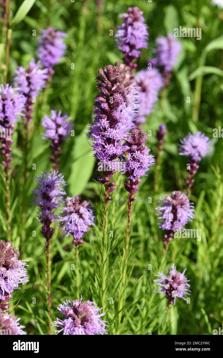 Prachtscharte, Liatris spicata ist eine schoene Sommerblume mit violetten Blueten. Bladderwort, Liatris spicata ist ein wunderschönes Jahr mit lila Fluss Stockfoto