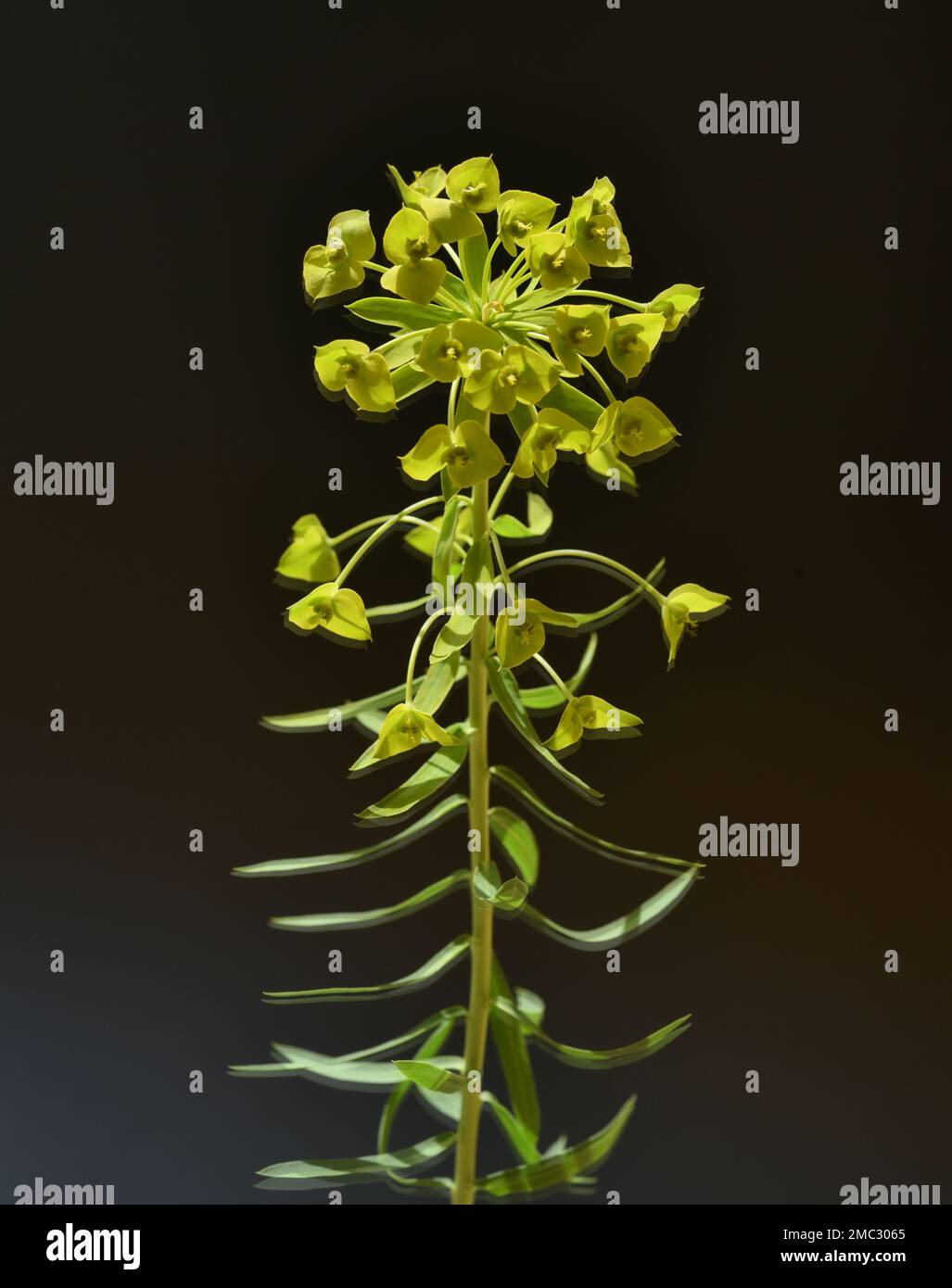 Steppen-wolfsmich, Euphorbia seguierayana, ist eine Steingarten-Flanke mit gelbgruenen Bläuchen. Steppenauge, Euphorbia seguierayana, ist ein Felsengarten Stockfoto