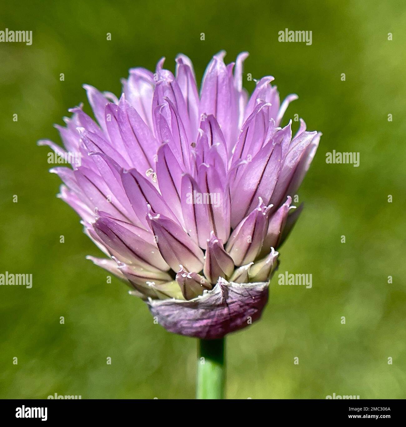Schnittlauch, Allium schoenoprasum, ist eine wichtige Heil- und Medizinalpflanze. Das Kuechenkraut wird auch in der Frankfurter Gruene Sosse verwendet Stockfoto