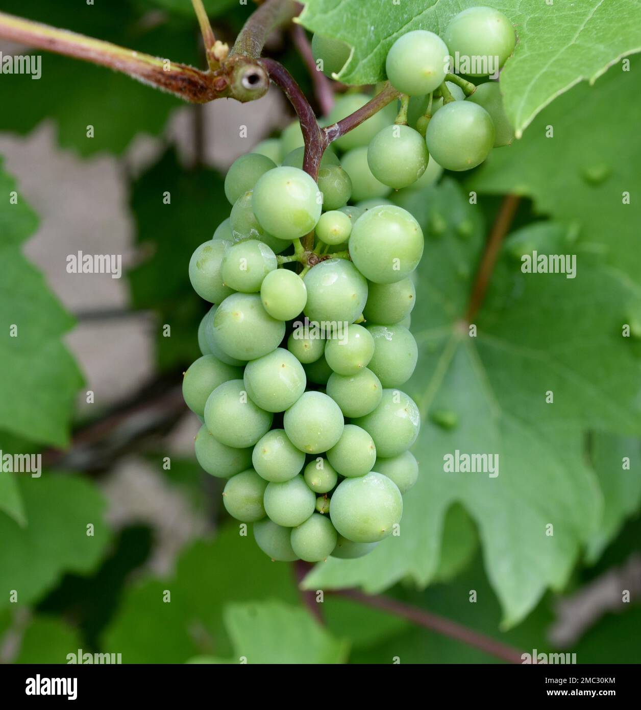Weisswein, Riesling Vitis vinifera, ist ein Wein der hauptberuflich im Rheingau Hessen angebaut wird. Der Weißwein Riesling Vitis vinifera ist ein Wein Stockfoto
