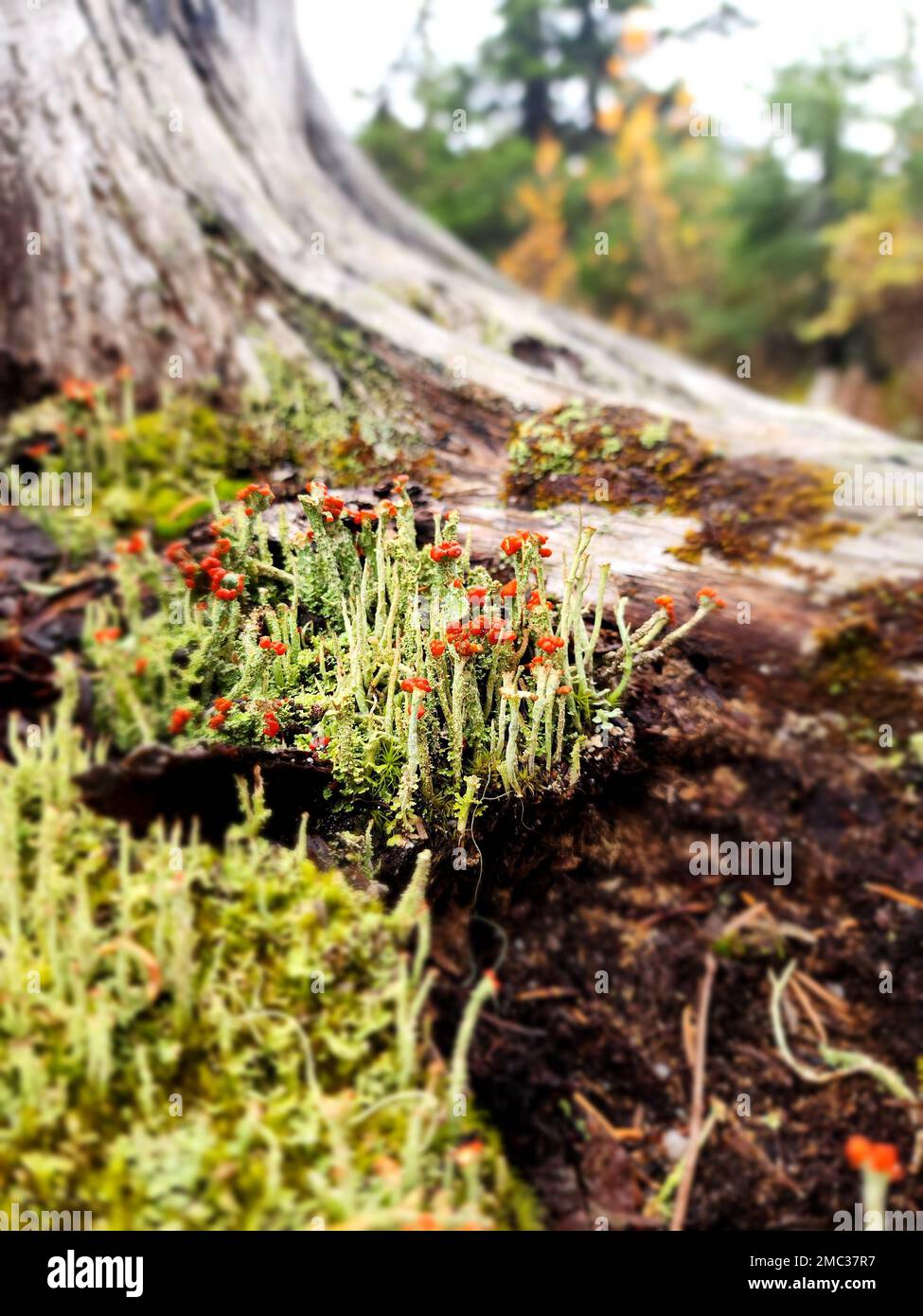 Eine Nahaufnahme der Cladonia macilenta, die auf dem mossigen Baumstamm auf dem unscharfen Hintergrund gezüchtet wurde Stockfoto