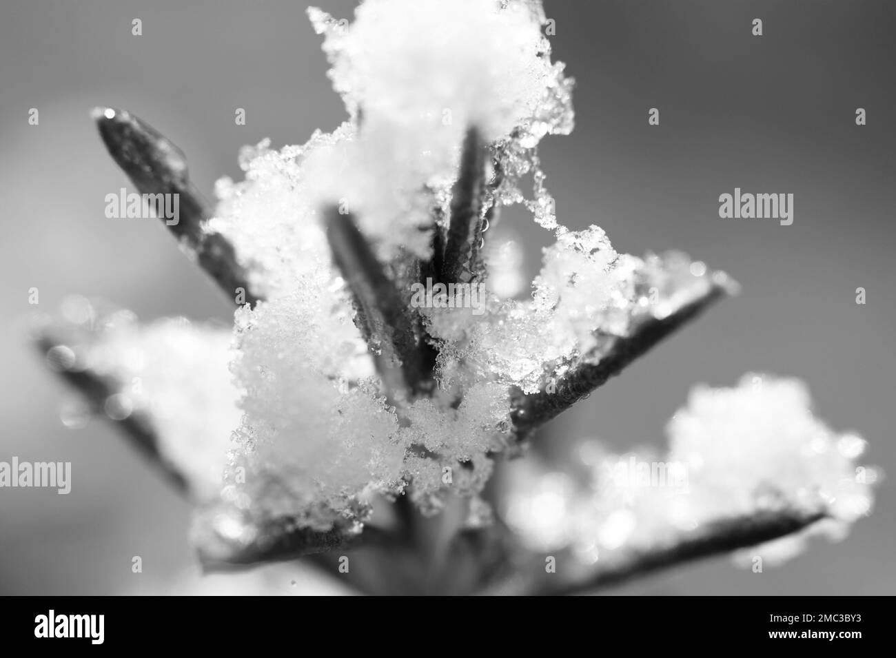 Schwarzweiß-Makrofoto von Schnee auf einer Rosmarin (Salvia rosmarinus)-Pflanze Stockfoto