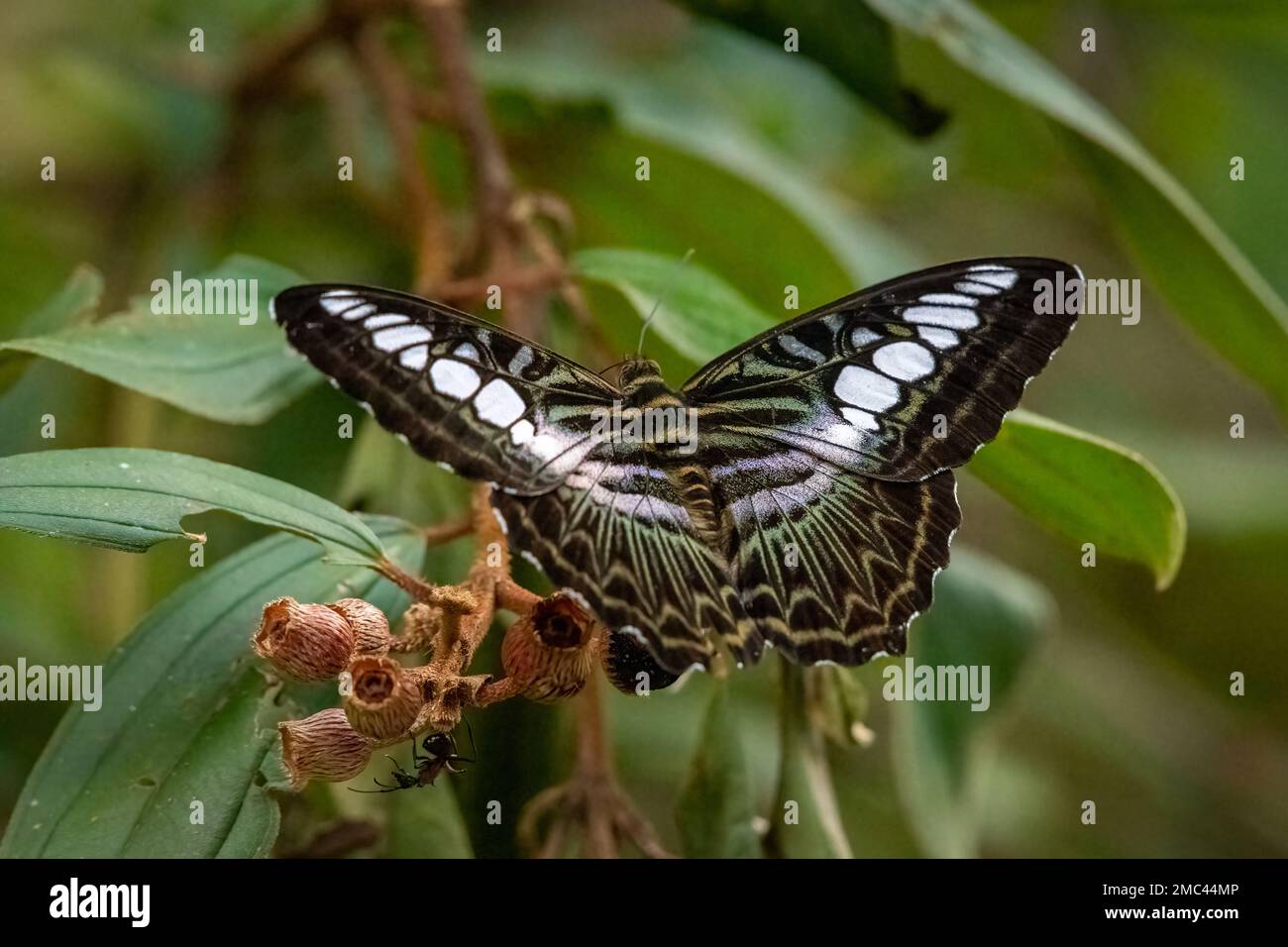 Blue Clipper Butterfly (Parthenos sylvia) on Plant Stockfoto