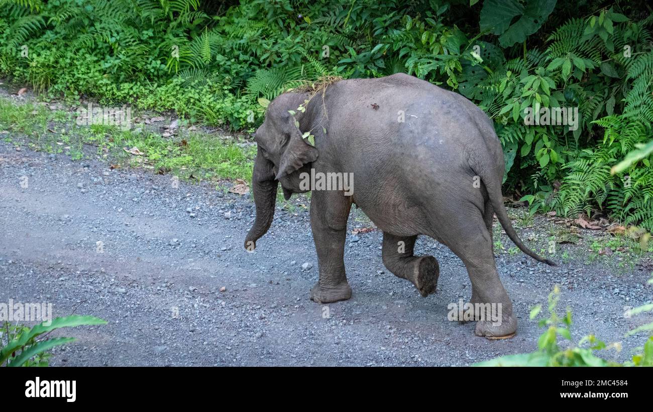 Borneo Pygmy Elephants (Elephas maximus borneensis ) in Danum Valley, Borneo Stockfoto