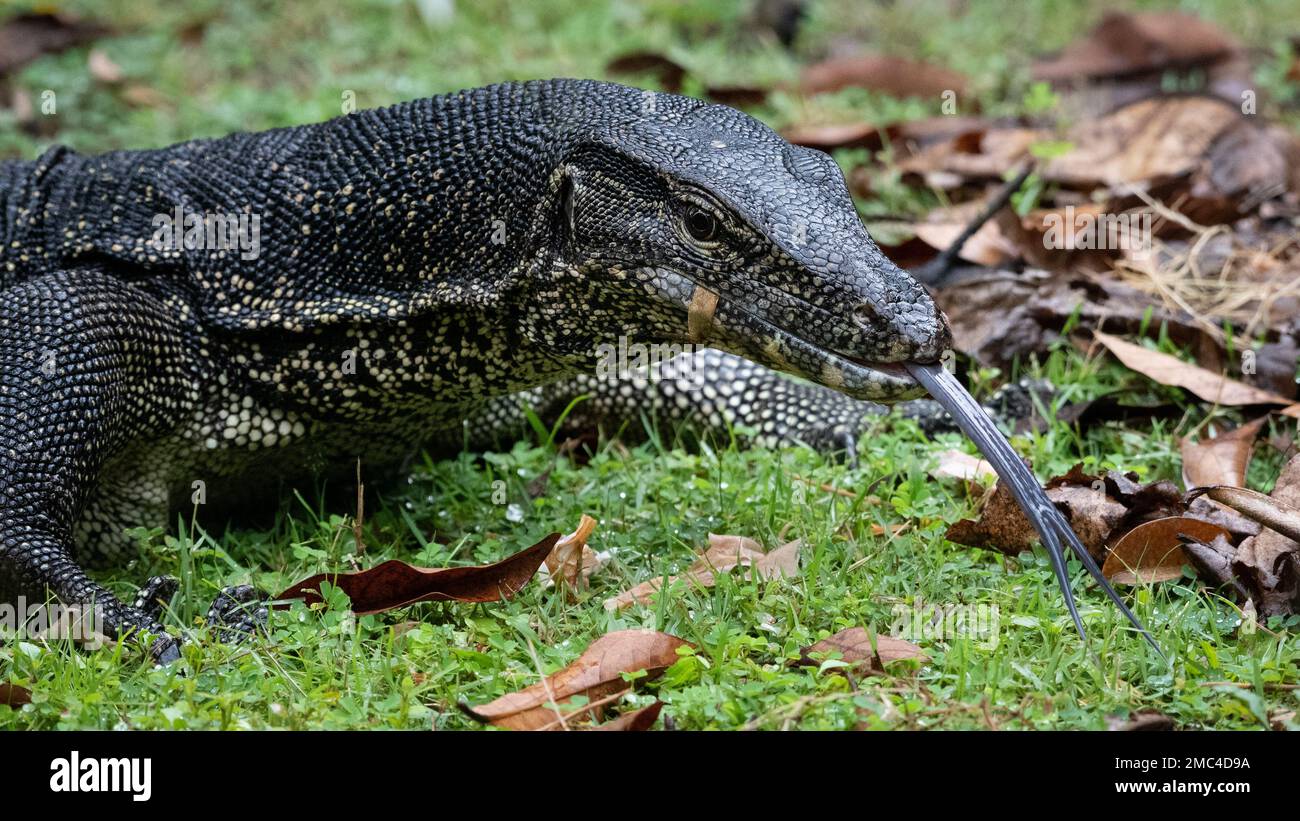 Asiatischer Wasser-Waran (Varanus Salvator) Stockfoto