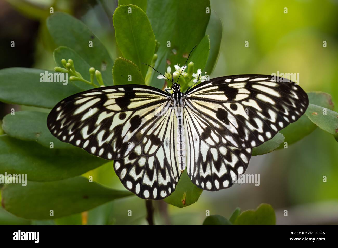 Große Baumnymphe (Idea leuconoe), die sich von Blumen ernähren Stockfoto