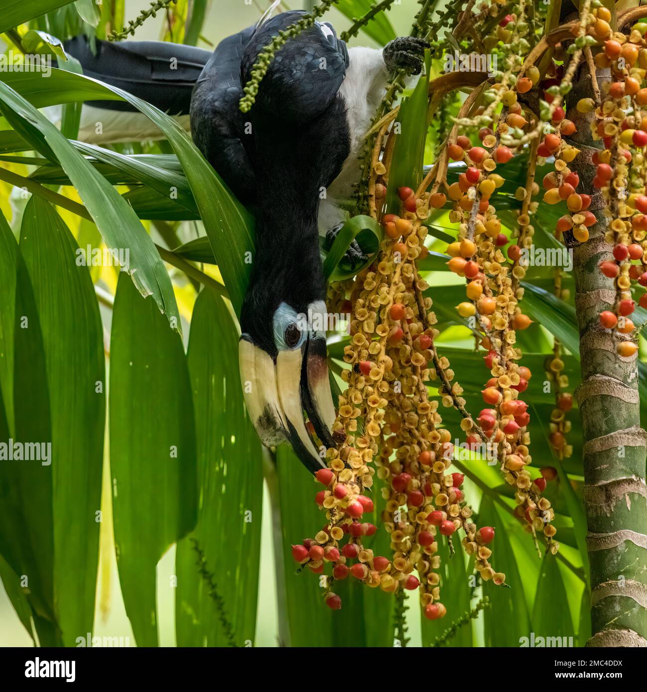Fütterung von Beeren durch orientalischen Rattenhornvogel (Anthracoceros albirostris) Stockfoto