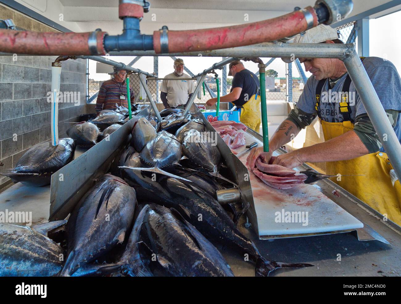 Fischer, die Weißen Thun „Thunnus alalunga“ filetieren, verarbeiten, sind große pelagische Fische, die durch den offenen Pazifik Streifen. Stockfoto