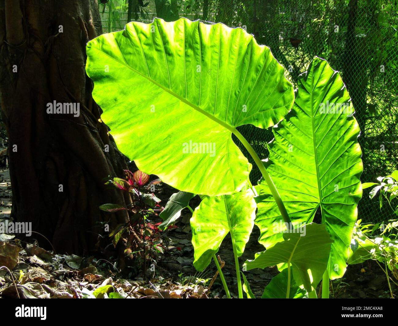 Riesen philodendron ohren bltter -Fotos und -Bildmaterial in hoher  Auflsung  Alamy