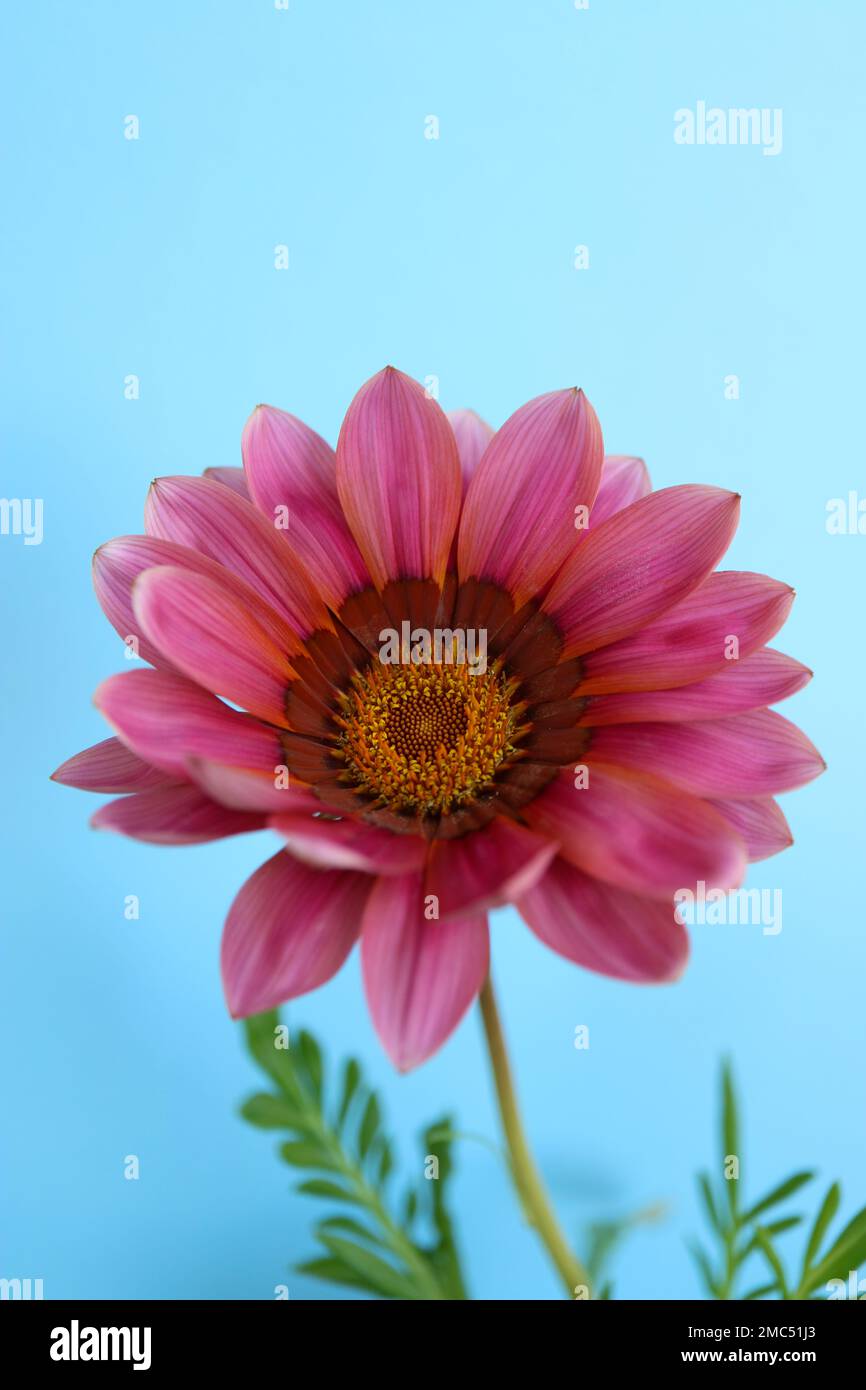 Pink Gazania mit zarten Blütenblättern und gelben Stühlen, farbenfrohes Gazania mit grünen Blättern auf blauem Hintergrund, Sommerblütenmakro, vertikal Stockfoto