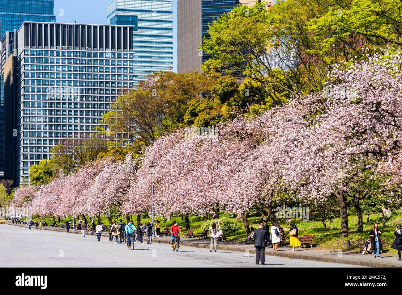 Menschen, die an einer Reihe von Bänken mit Kirschblüten und grünen Bäumen dahinter entlang einer Allee des Kokyo Gaien am Kaiserpalast spazieren. Stockfoto