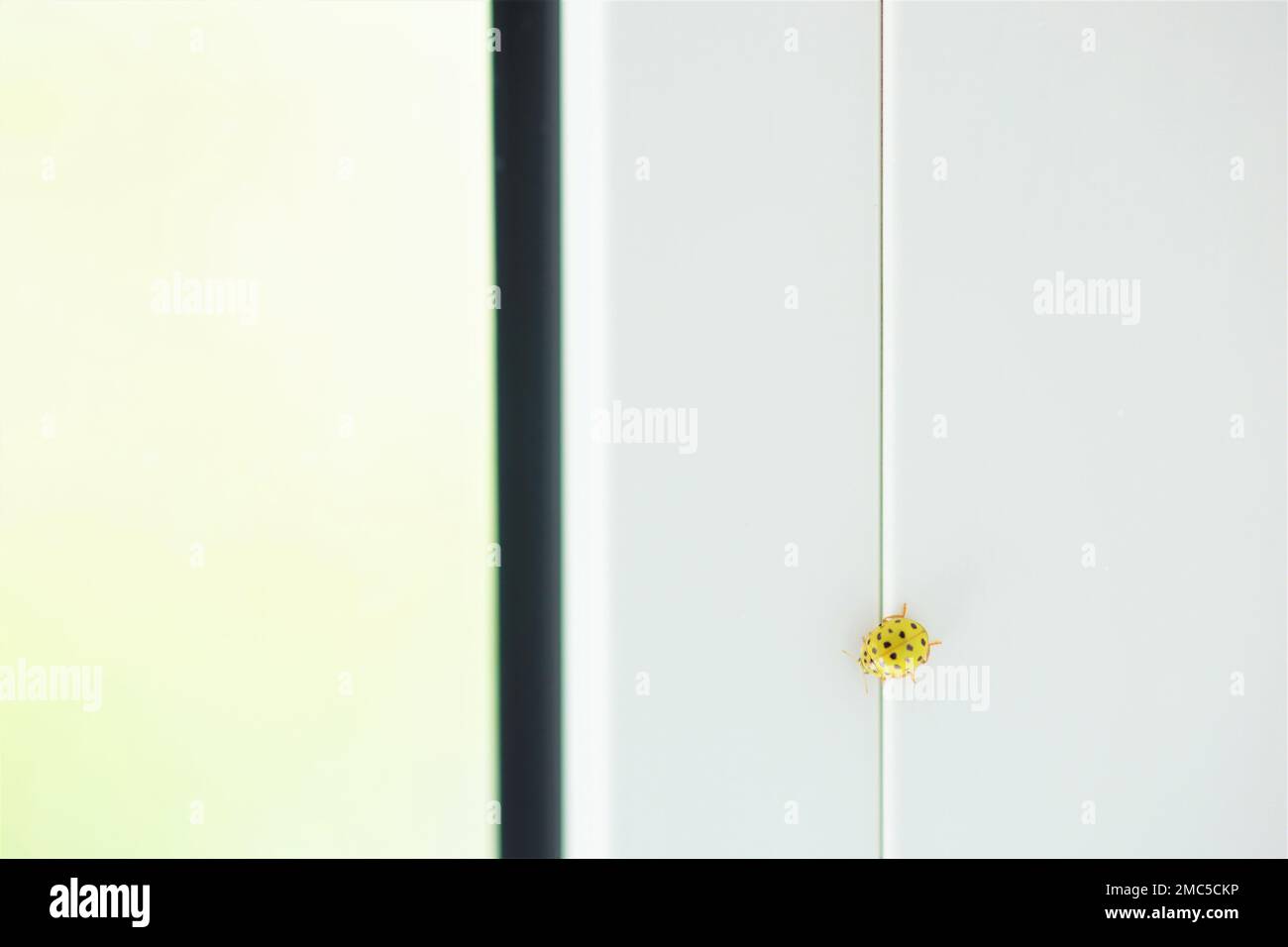 Gelber Marienkäfer, der auf den weißen Fensterrahmen krabbelt. Stockfoto