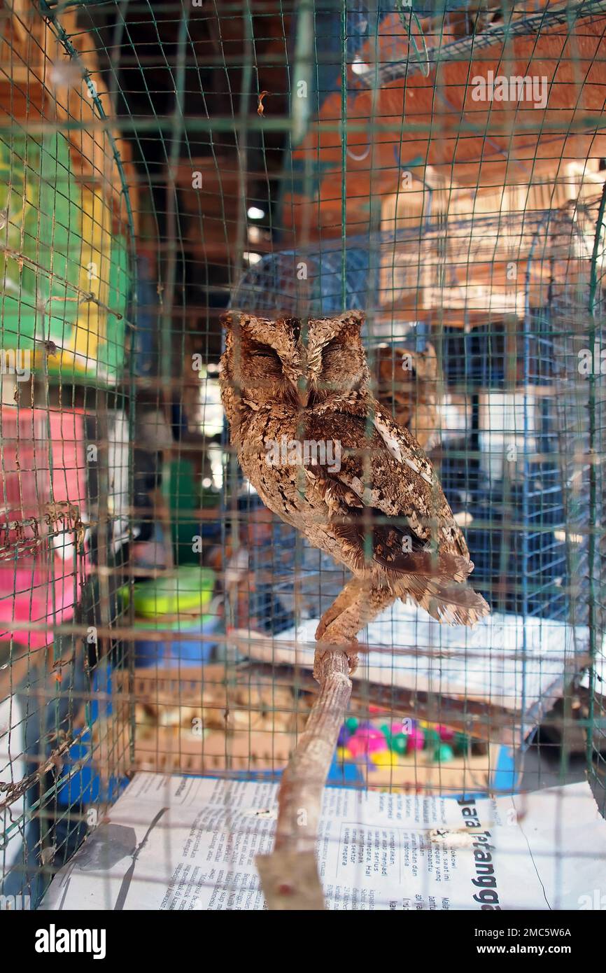 Eulen in Käfigen, Vogelmarkt, Yogyakarta, Java, Indonesien Stockfoto