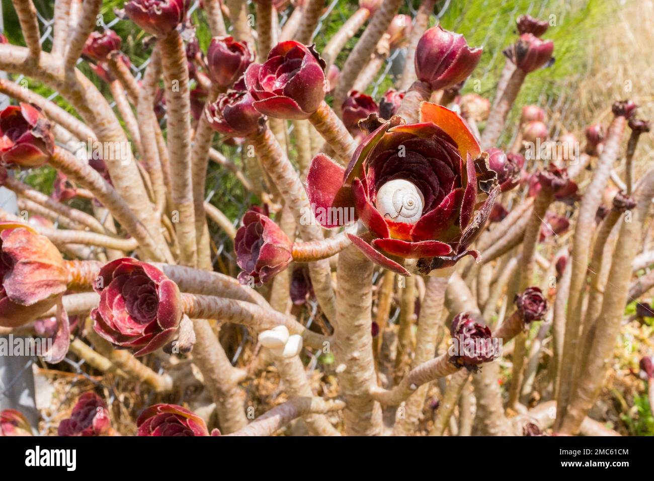 Schnecke in einer Blume Stockfoto