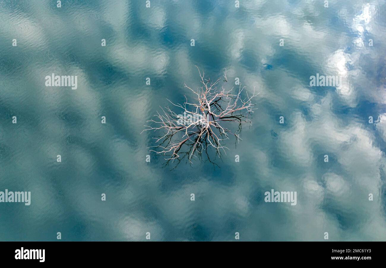 A tree is photographed emerged due to drought at the Lindoso reservoir, in northwestern Spain, Saturday, Feb. 12, 2022. Large sections of Spain are experiencing extreme or prolonged drought, with rainfall this winter at only one-third of the average in recent years. The situation is similar in neighboring Portugal, where 45% of the country is now enduring "severe" or "extreme" drought. (AP Photo/Emilio Morenatti) Stockfoto