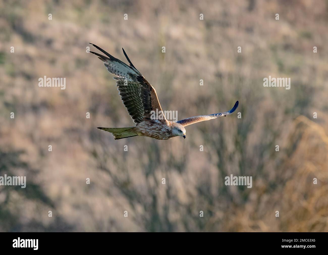 Nahaufnahme eines Roten Drachen (Milvus milvus), der vor einem Waldhintergrund fliegt. Vom Aussterben des Vereinigten Königreichs zurückgebracht. Suffolk Stockfoto