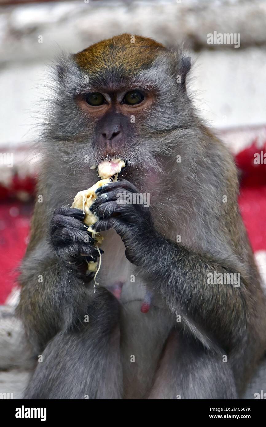 Langschwanzmakaken (Macaca fascicularis) in den Batu-Höhlen, Javaneraffe, Macaque Crabier, Kuala Lumpur, Malaysia, Südostasien Stockfoto