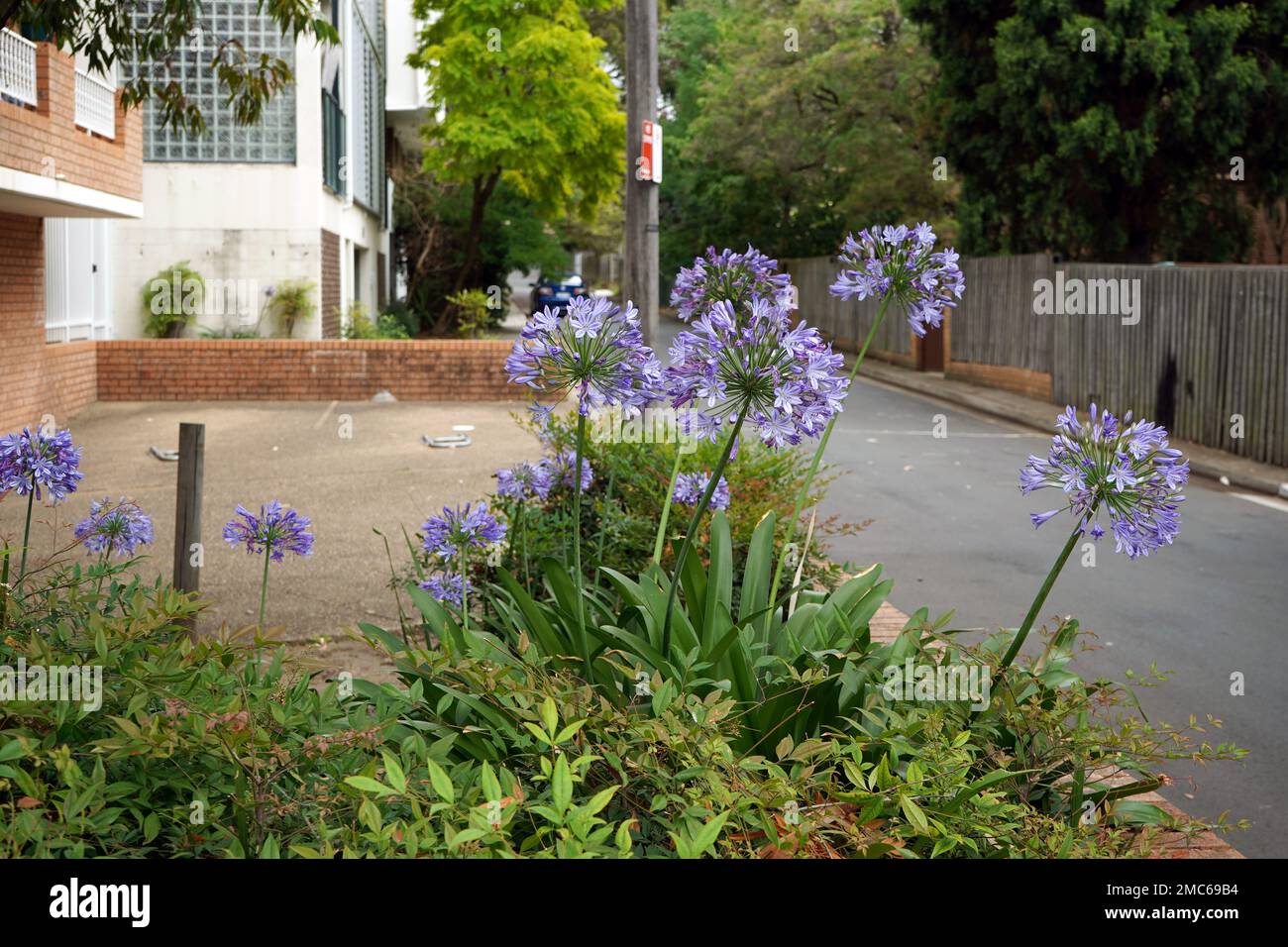 Agapanthus-Blumen, auch bekannt als Lilie des Nils, oder afrikanische Lilie in Sydney. Stockfoto