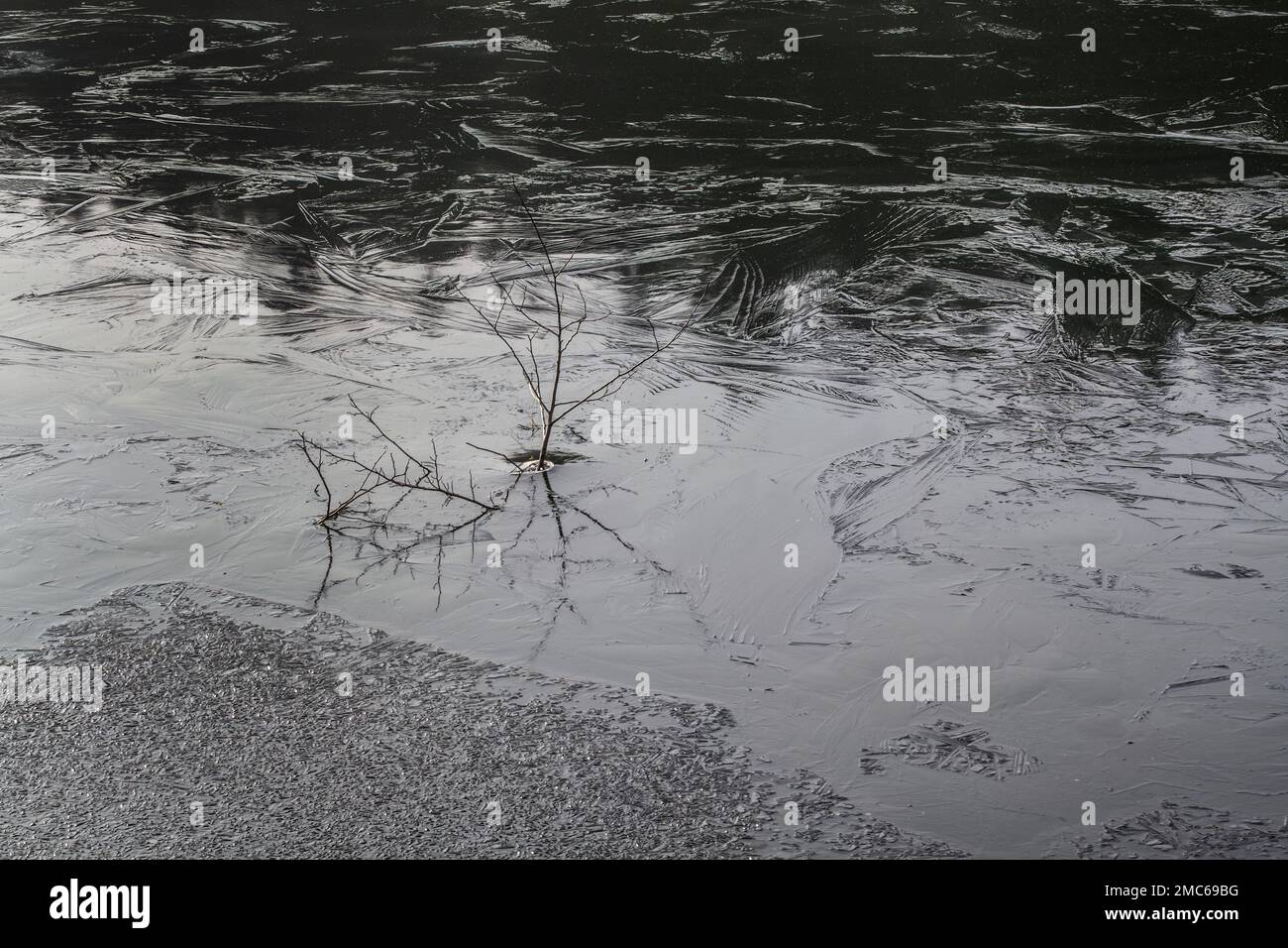Ein Baum in einem gefrorenen See Stockfoto