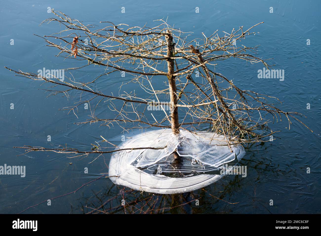 Ein Baum in einem gefrorenen See Stockfoto