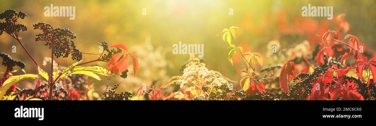 Herbstansicht der schwarzen Holunderbeere in den Strahlen der Herbstsonne, Banner mit selektivem Fokus und Platz für Text Stockfoto