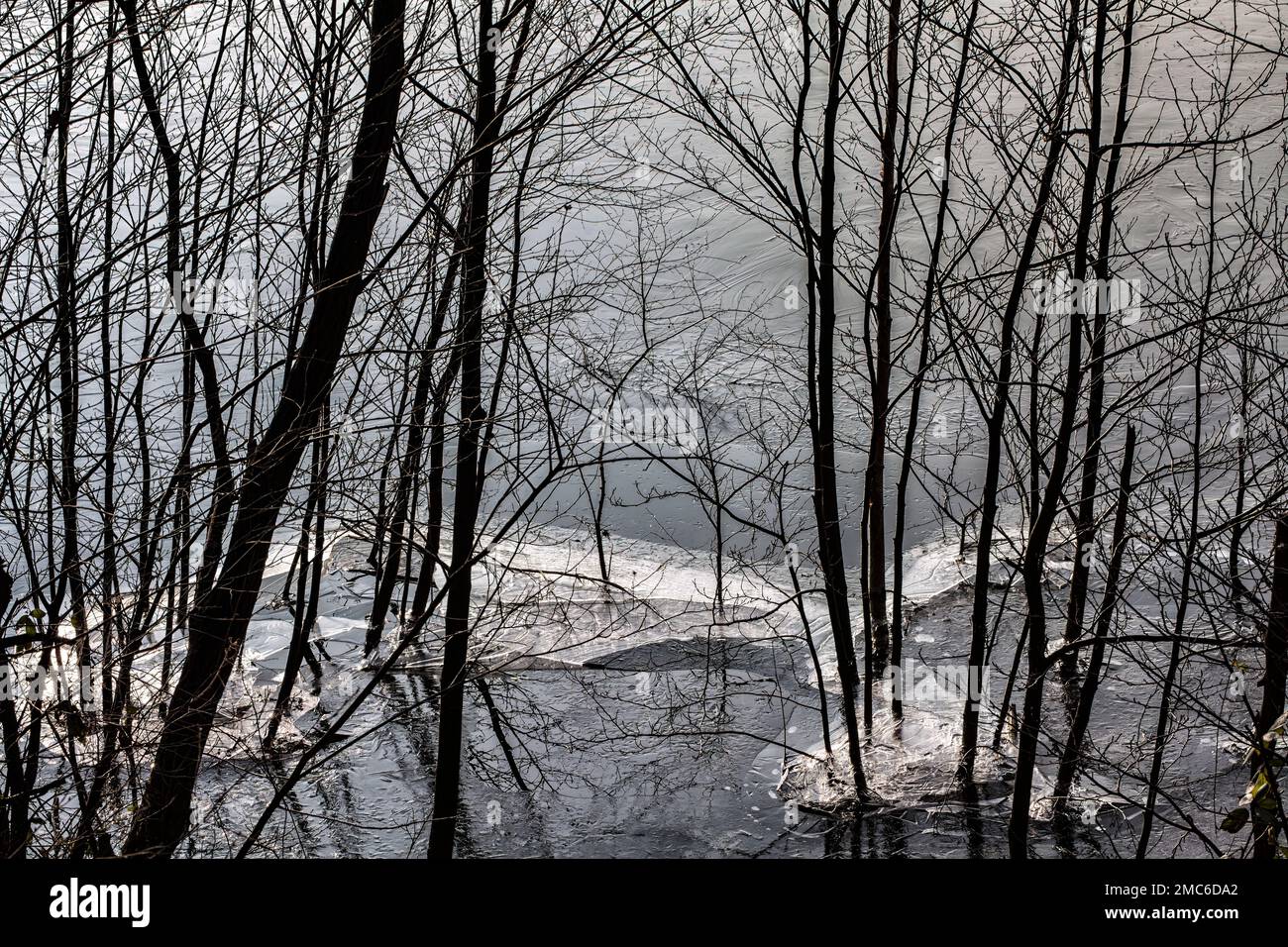 Bäume in einem zugefrorenen See Stockfoto