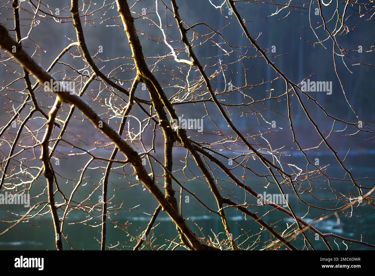 Zweige im Winter vor einem gefrorenen See Stockfoto