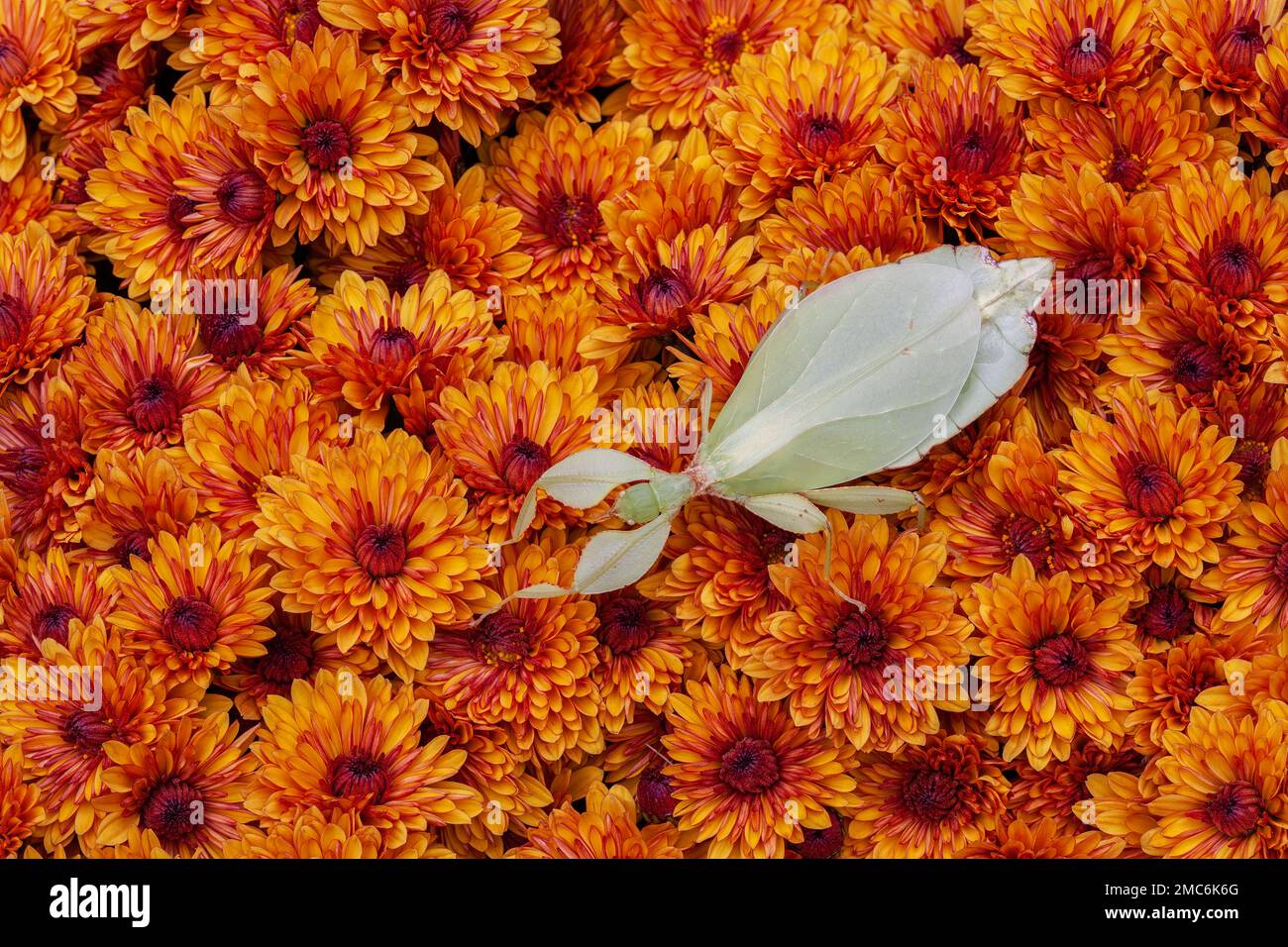 Blattinsekte (Phyllium sp.) auf Chrysanthemen-Blüten. Stockfoto