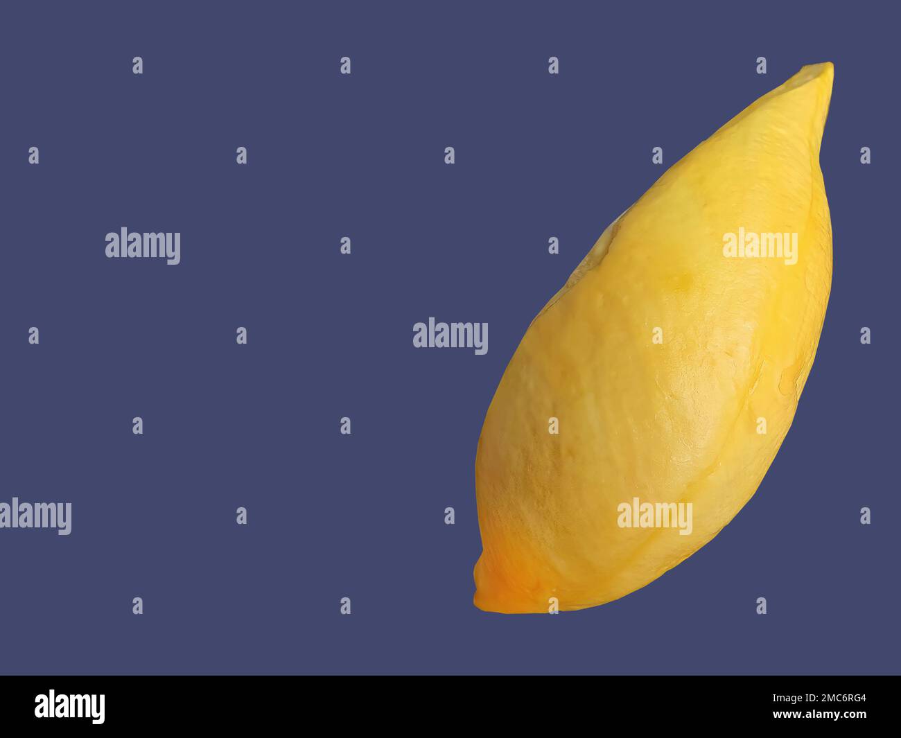 Goldgelbe Farbe Durian Fleisch, König der Früchte, natürliche Form und Form, violetter Hintergrund, isoliert, Kopierraum mit Schnittpfad, Objekt, Element Stockfoto