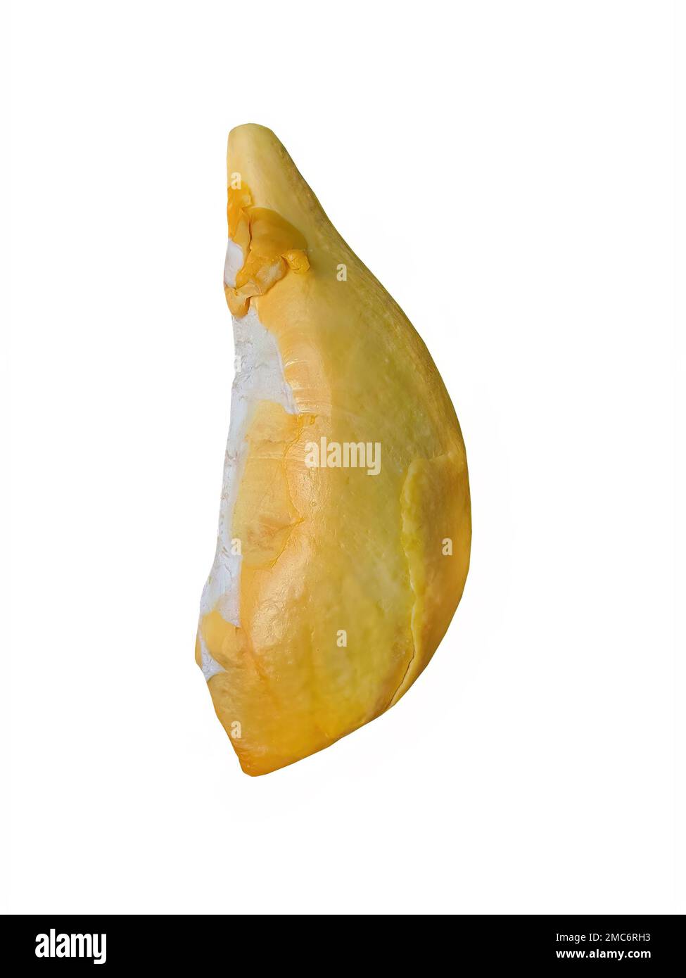 Nahaufnahme: Goldgelbe Farbe von Durian Fleisch, süßer Geschmack, natürliche Form und Form, tropische Früchte der Saison, Obstkönig, Thailand, weißer Hintergrund Stockfoto
