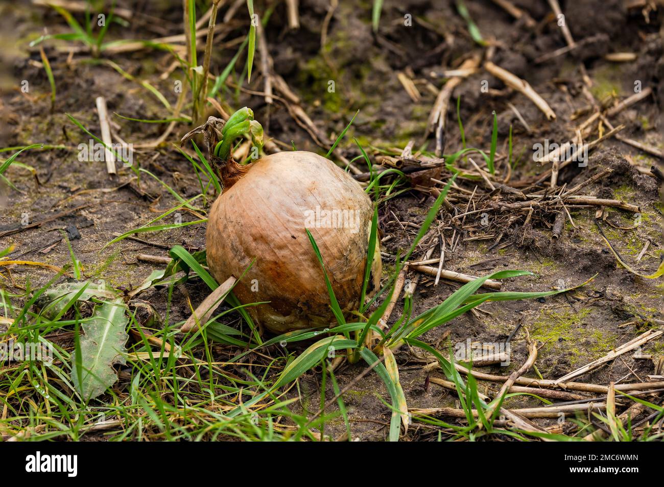 Fokussieren Sie die Stapelung einer keimenden Zwiebel mit grünem Schuss auf einem Feld nach der Ernte im Winter, Deutschland Stockfoto
