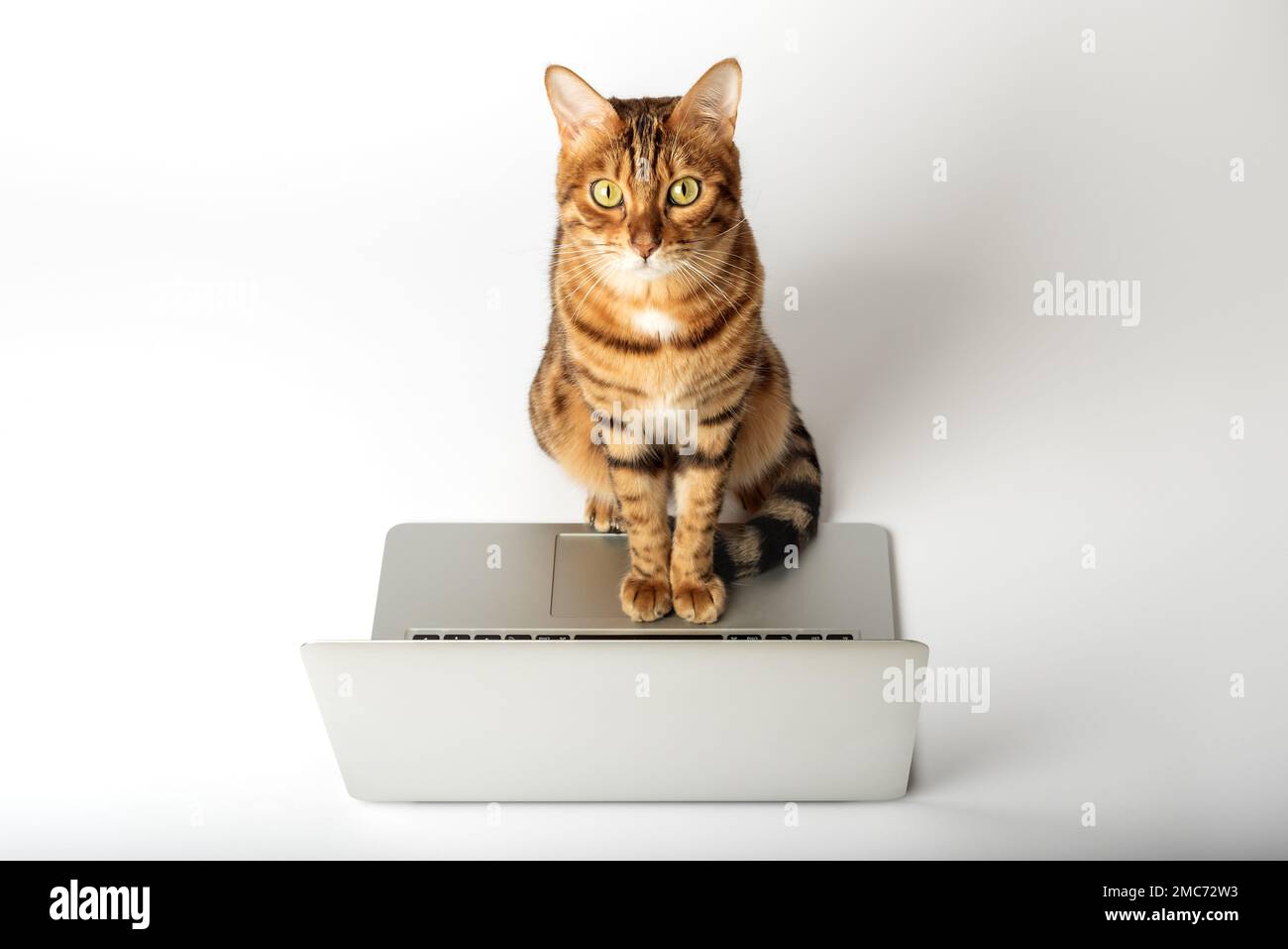 Wunderschöne bengalische Katze mit einem grauen Laptop auf weißem Hintergrund. Stockfoto