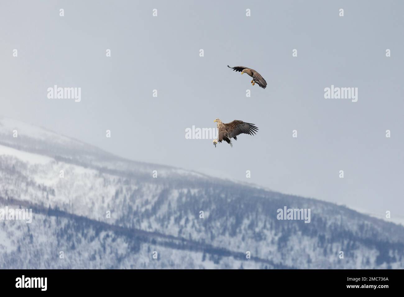 Zwei Erwachsene Weißwedeladler (Haliaeetus albicilla), die im Flug über den Shiretoko-Nationalpark, Hokkaido, Japan (Sequenz 5 von 7) vorbeifliegen Stockfoto