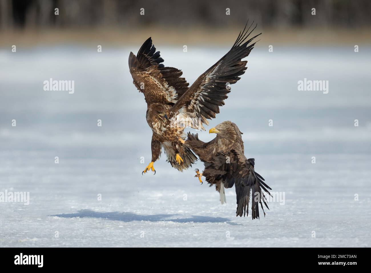 Weißwedeladler (Haliaeetus albicilla), Jugendliche und Erwachsene, die auf einem gefrorenen See kämpfen, Hokkaido, Japan Stockfoto